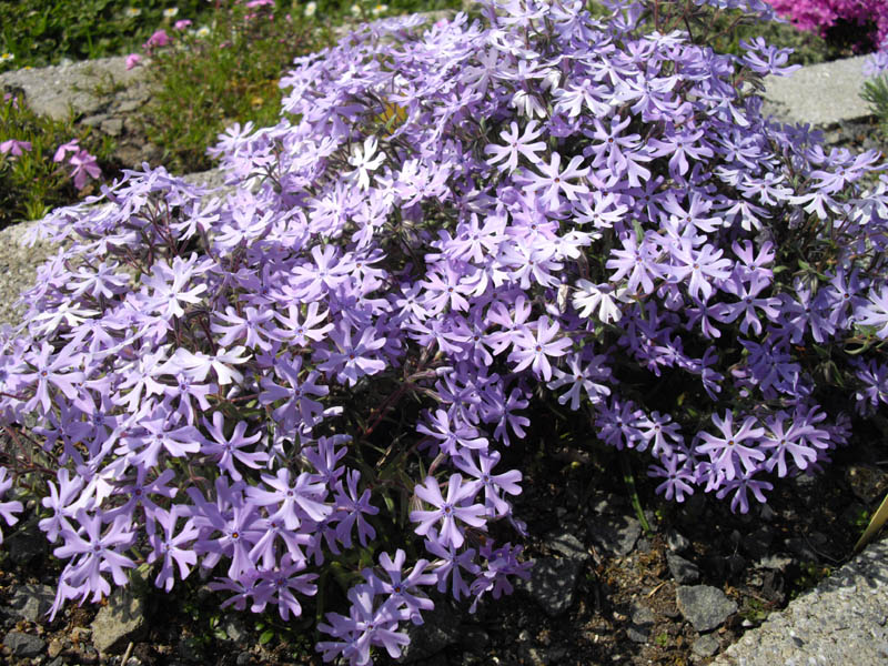 Phlox bifida photo